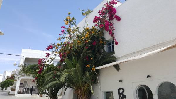 Blumen in Agua Amarga