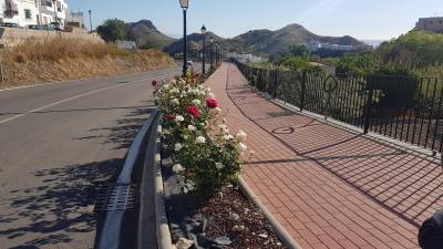 Rosen entlang der Verbindungsstrasse von Mojacar Pueblo zu Mojacar Playa